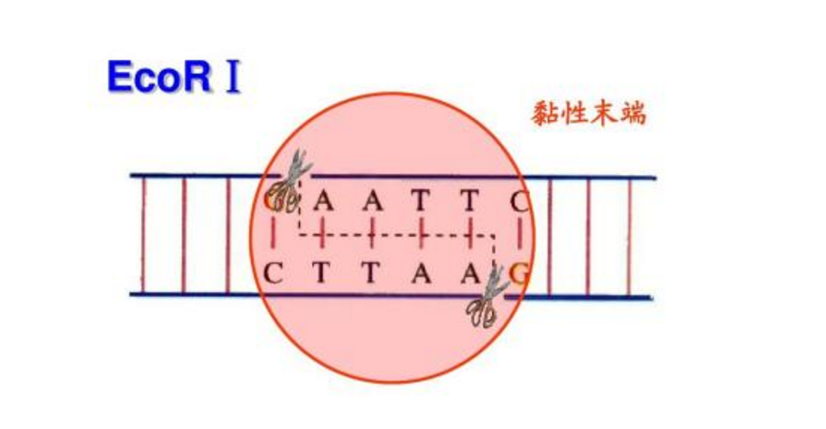 t4dna连接酶t4dnaligase生物界的502