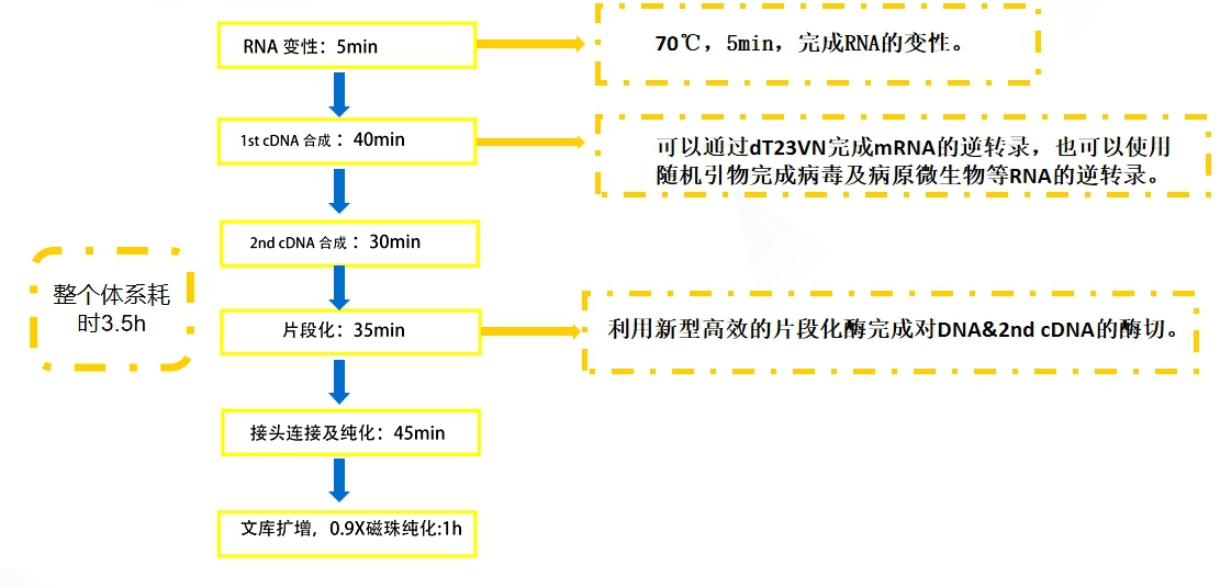 dna&rna共建库试剂盒|dna&rna library co-prep kit