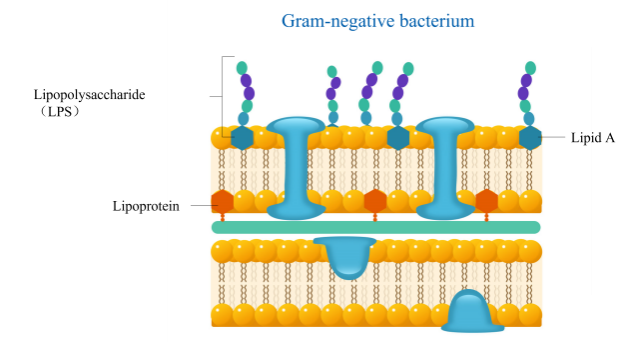 細菌內毒素主要由磷脂,脂蛋白和脂多糖(lps)組成,其中脂多糖(lps)是
